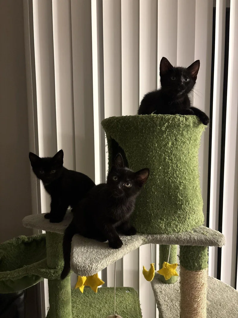 An adult medium-sized female Black Domestic Short Hair cat named BUNNY Offered for adoption in Hillsboro, OR