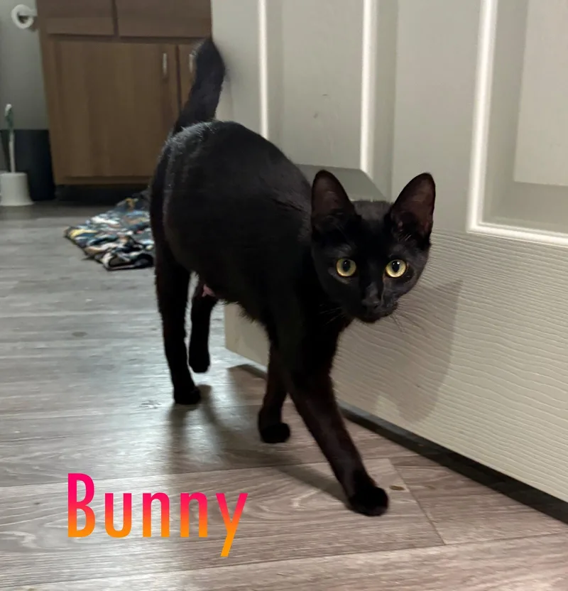 BUNNY   Offered thumbnail 2
