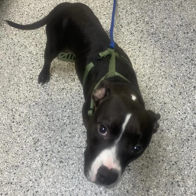 An adult medium-sized female Black Boxer dog named Shawty for adoption in Hattiesburg, MS