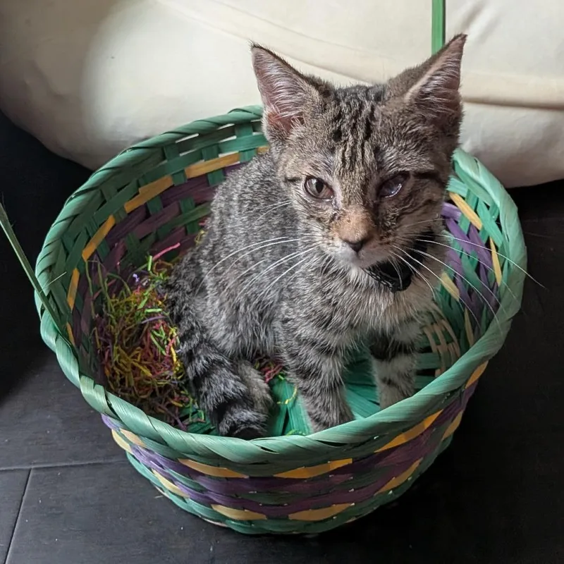 A baby small-sized male Gray / Blue / Silver Domestic Short Hair cat named Jojo for adoption in Fairfax Station, VA