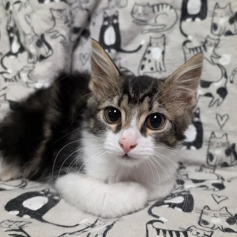 A baby medium-sized female Tabby (Brown / Chocolate) Domestic Medium Hair cat named Hickory for adoption in Graham, WA