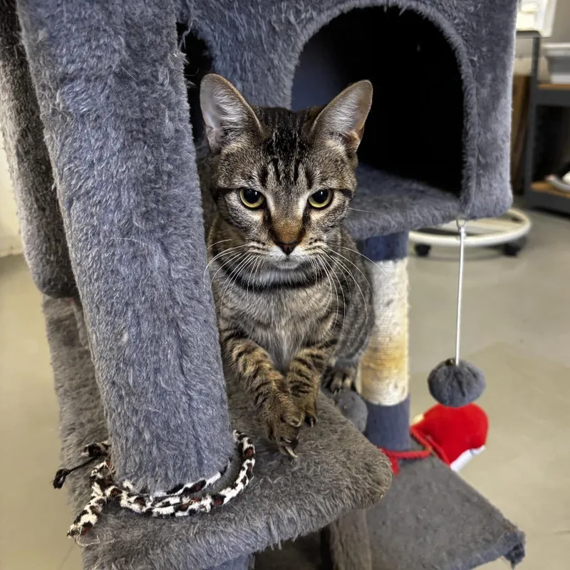 An adult small-sized female Brown / Chocolate Domestic Short Hair cat named Sandy for adoption in Houston, TX
