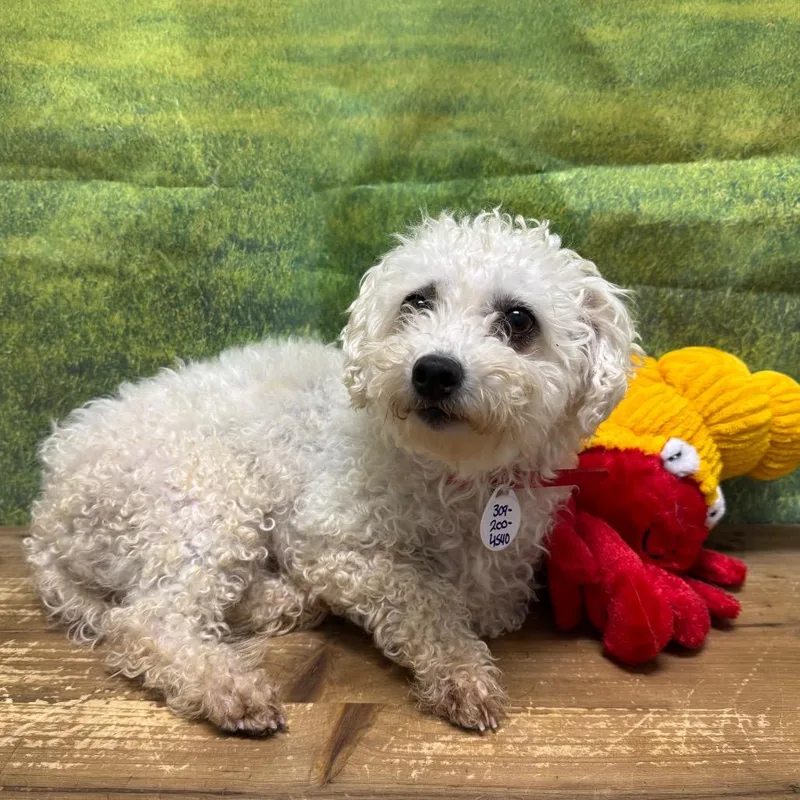 An adult small-sized female White / Cream Bichon Frise dog named Louise Sue for adoption in Normal, IL