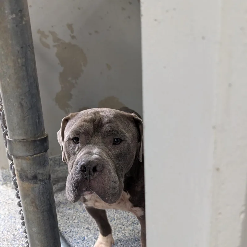 An adult medium-sized male Brown / Chocolate Mixed Breed dog named Alfie for adoption in Greenville, SC