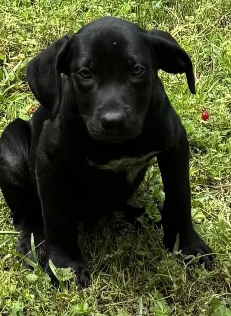 A baby medium-sized male Black Labrador Retriever dog named Catfish for adoption in Watertown, CT