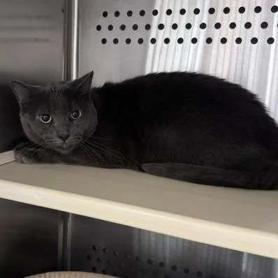 An adult medium-sized male Gray / Blue / Silver Domestic Short Hair cat named Theodore "Theo" Love for adoption in Denver, CO