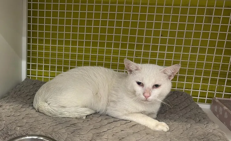 An adult medium-sized male White Domestic Short Hair cat named Maui for adoption in Telford, PA