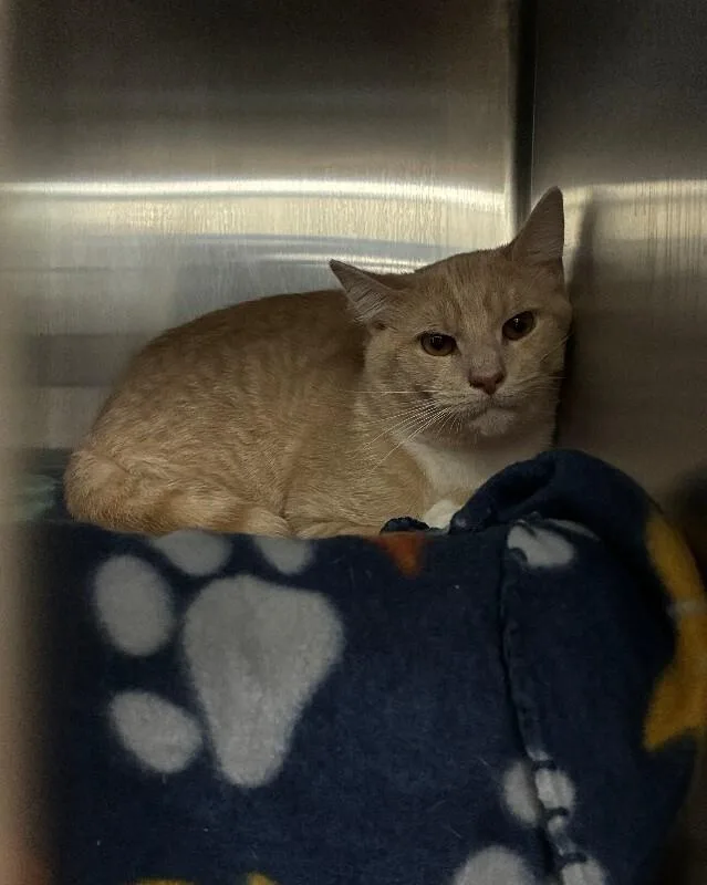 An adult medium-sized female Tabby (Buff / Tan / Fawn) Domestic Short Hair cat named Mokie for adoption in Cincinnati, OH