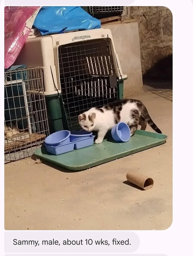 A young small-sized male Domestic Short Hair cat named Sammy for adoption in Clymer, PA