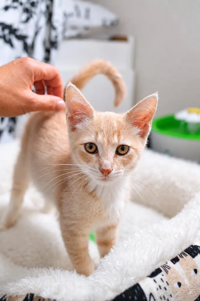 A baby small-sized male Orange & White Domestic Short Hair cat named Butter for adoption in Fremont, CA