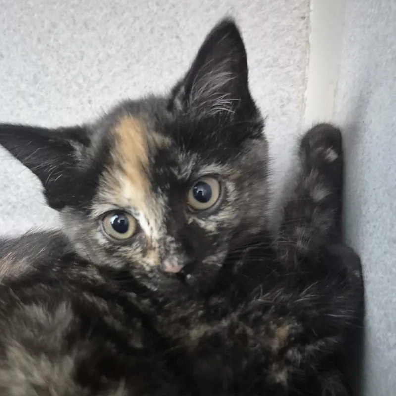 A baby small-sized female Tortoiseshell Domestic Short Hair cat named Turtleneck for adoption in Newark, NJ