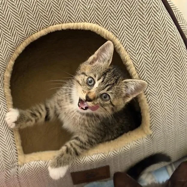 A baby small-sized male Brown / Chocolate Domestic Short Hair cat named Schmidt for adoption in Houston, TX