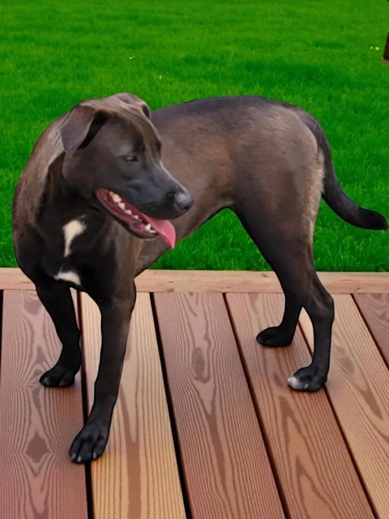 A young medium-sized female Labrador Retriever dog named Sadie  Shadow for adoption in Spring, TX