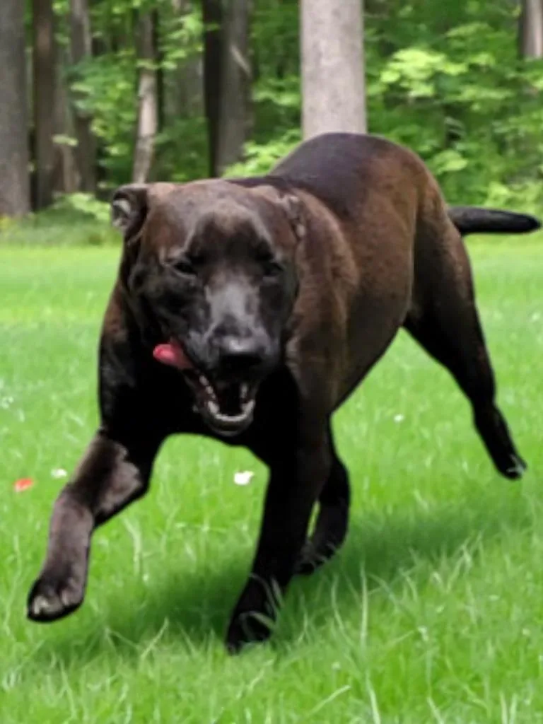 Sadie  Shadow thumbnail 2
