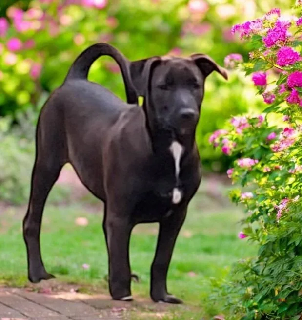 Sadie  Shadow thumbnail 5