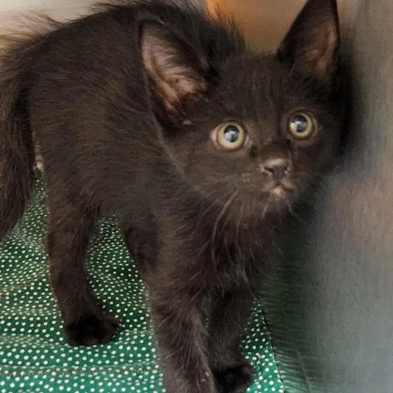 A baby small-sized male Black Domestic Long Hair cat named Saffron K for adoption in Corsicana, TX
