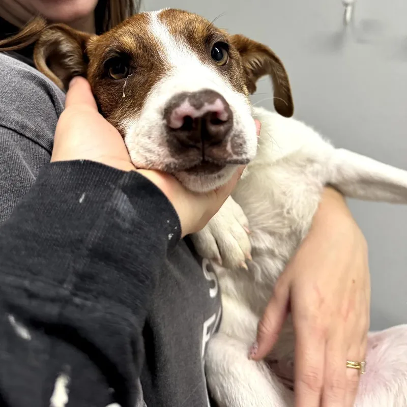 A baby medium-sized male White / Cream Mixed Breed dog named Pickleball for adoption in Tacoma, WA