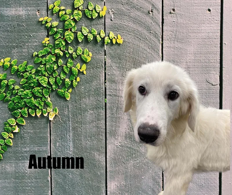 A young large-sized male Great Pyrenees dog named Autumn & Leif for adoption in Marshville, NC