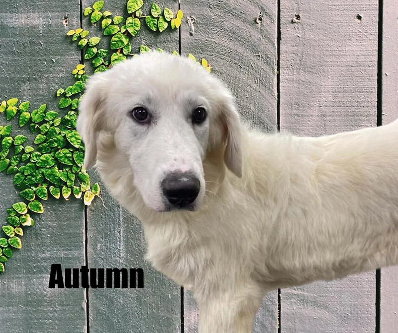 Autumn & Leif thumbnail 2