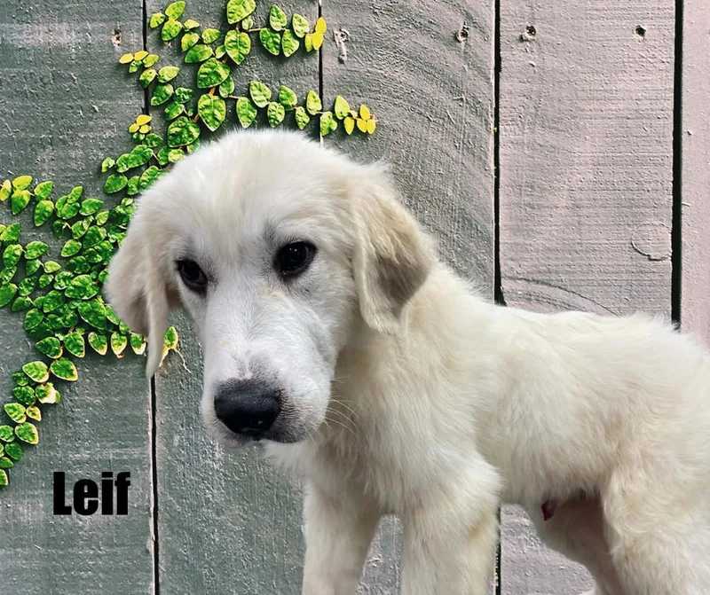 Autumn & Leif thumbnail 3