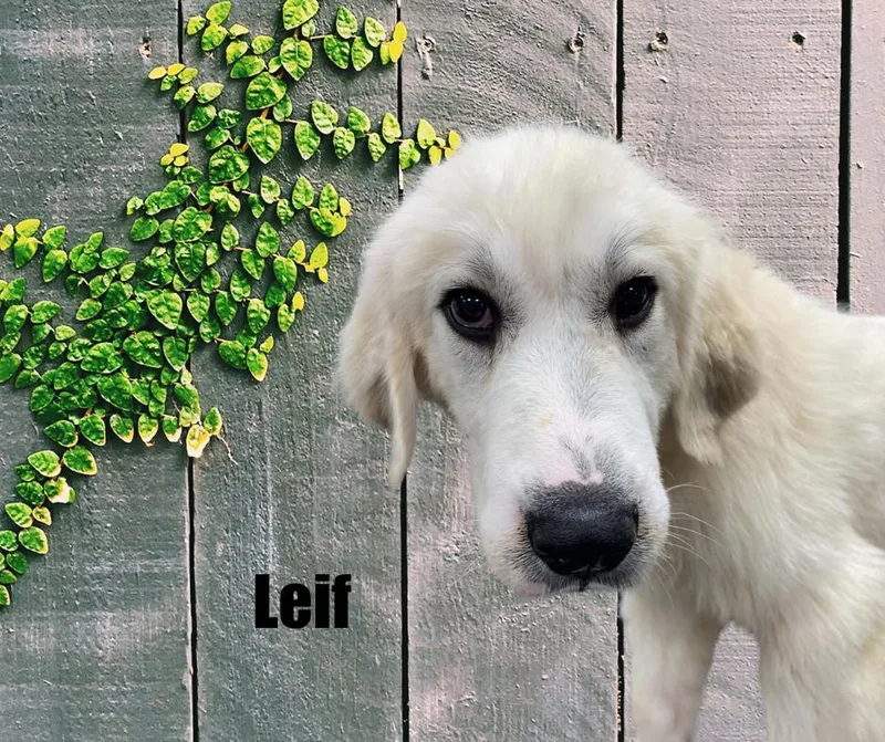 Autumn & Leif thumbnail 4