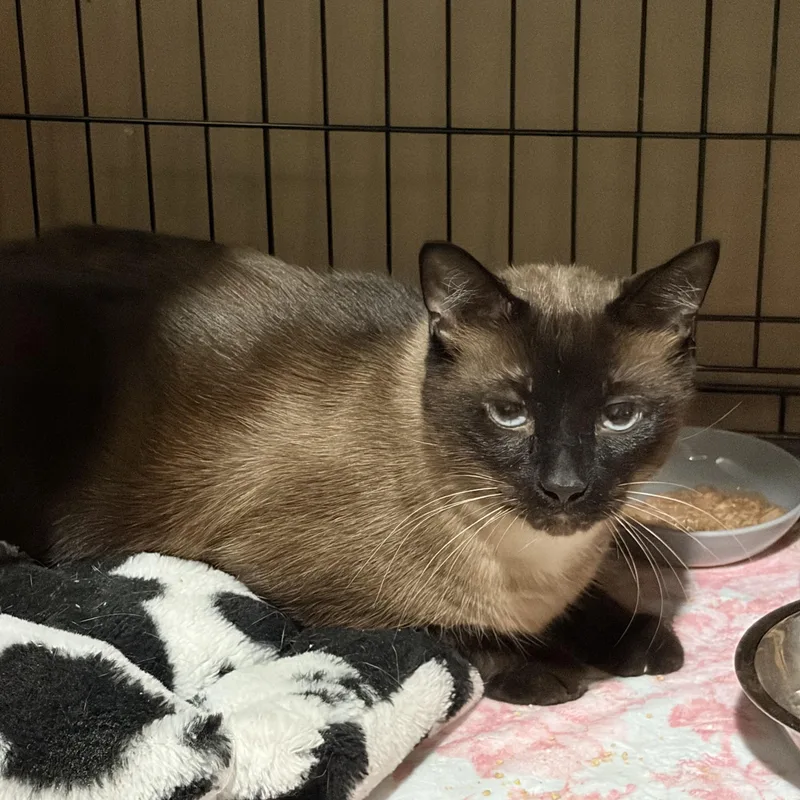 An adult large-sized male Seal Point Applehead Siamese cat named No name for adoption in Shelby Township, MI