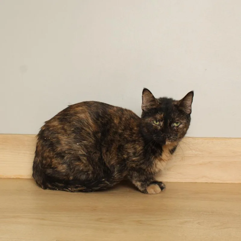 A young medium-sized female Tortoiseshell Domestic Short Hair cat named Marlo  C for adoption in Minnetonka, MN