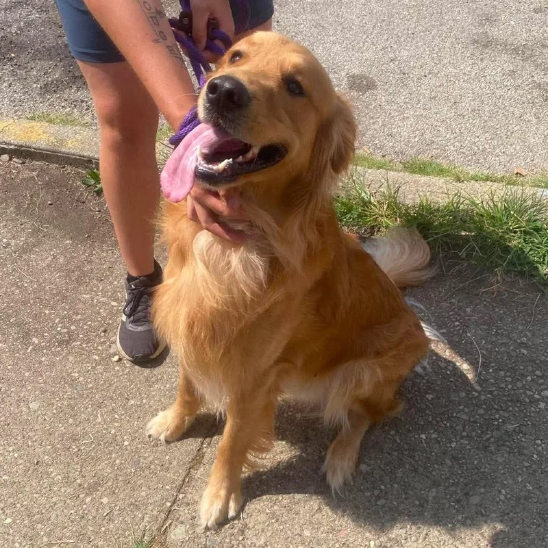 A young large-sized male Golden Retriever dog named Samuel Stray Hold for adoption in Huntington, WV