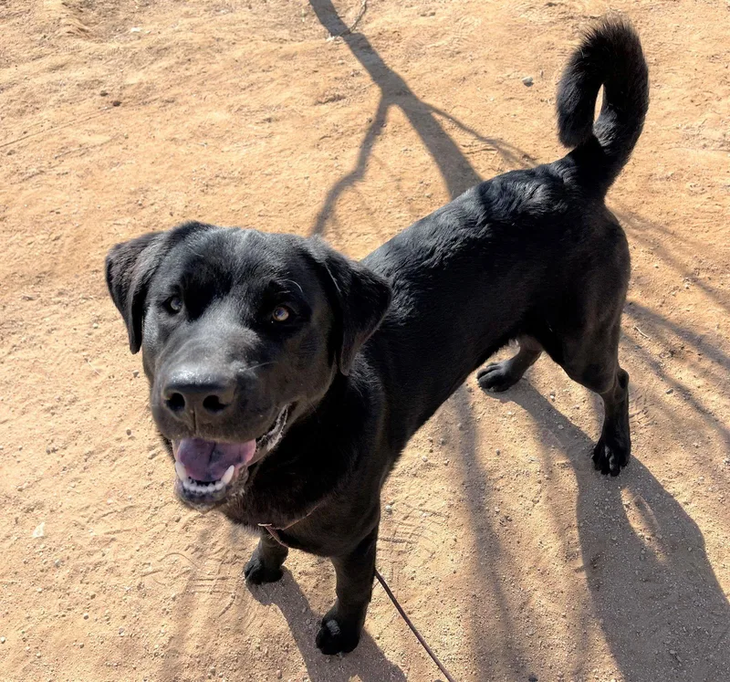 Blitzen Stunning! thumbnail 2