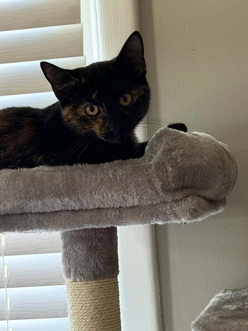 A baby small-sized female Domestic Short Hair cat named Elowen for adoption in Indianapolis, IN