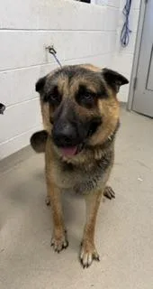 A young large-sized male German Shepherd Dog dog named Magneto for adoption in Haw River, NC
