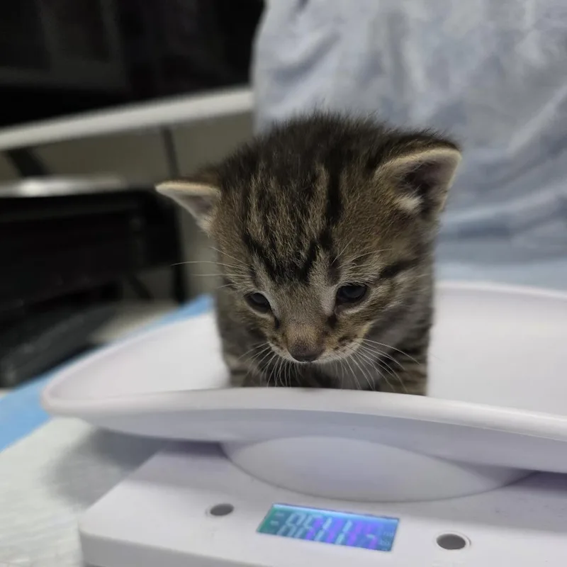 A baby small-sized male Domestic Short Hair cat named Logan for adoption in Jupiter, FL