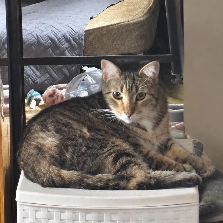 An adult small-sized male Brown / Chocolate Domestic Short Hair cat named Tigger Vandiver for adoption in Columbia, MO