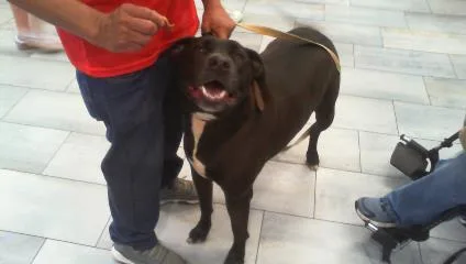 Pepper