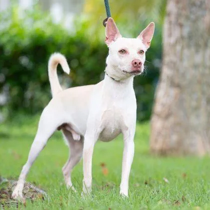 An adult medium-sized male Terrier dog named Simba for adoption in Honolulu, HI