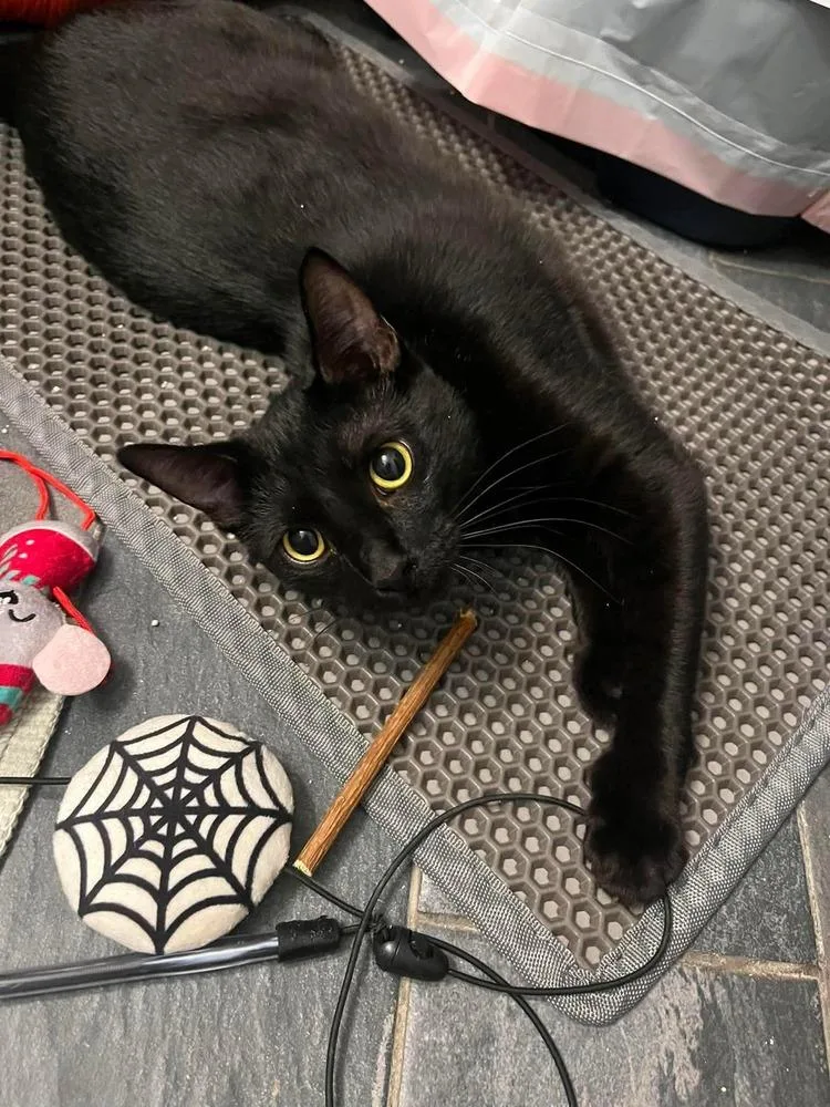 A baby small-sized female Domestic Short Hair cat named Shadow for adoption in Chicago, IL