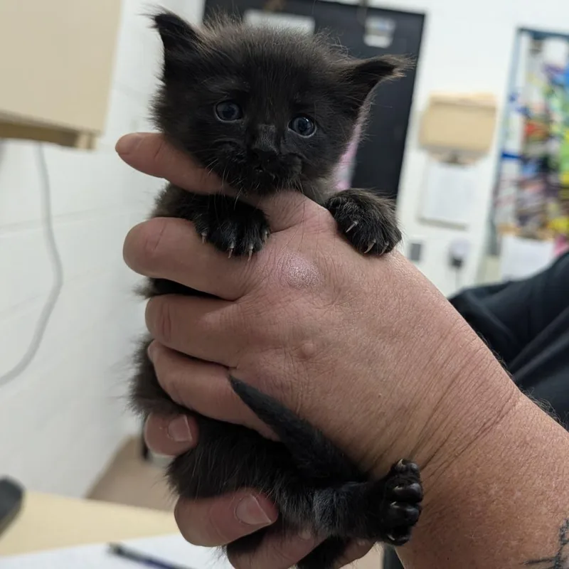 A baby small-sized male Black Domestic Short Hair cat named Butterwinkle for adoption in Ardmore, OK