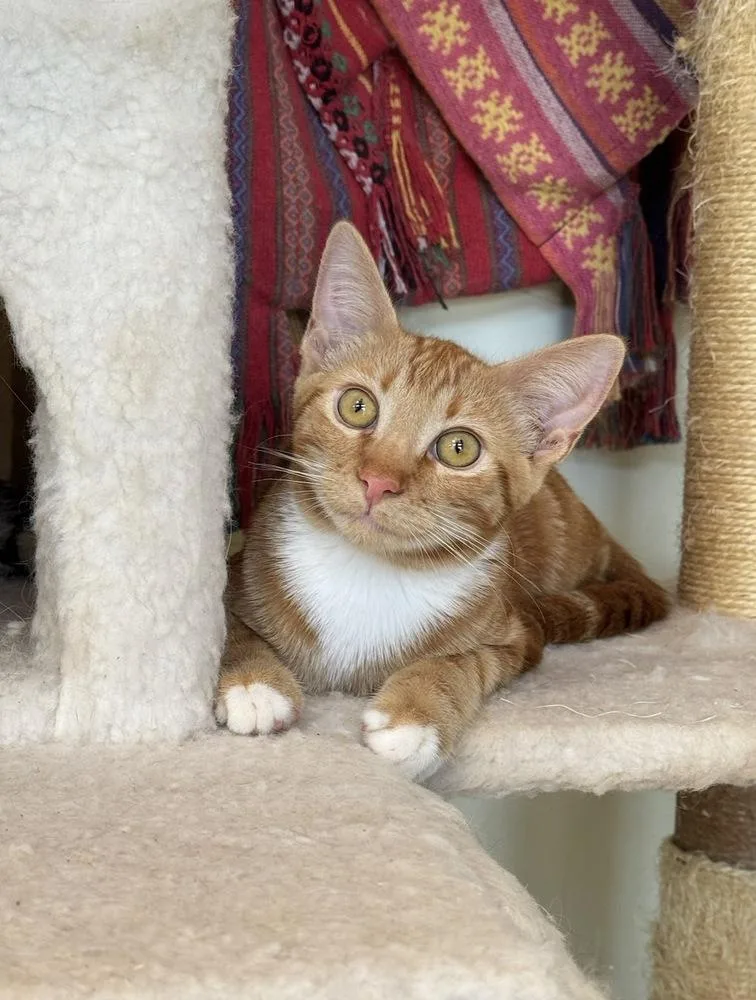 A baby small-sized male Tabby (Orange / Red) Domestic Short Hair cat named Cheshire for adoption in Tucson, AZ