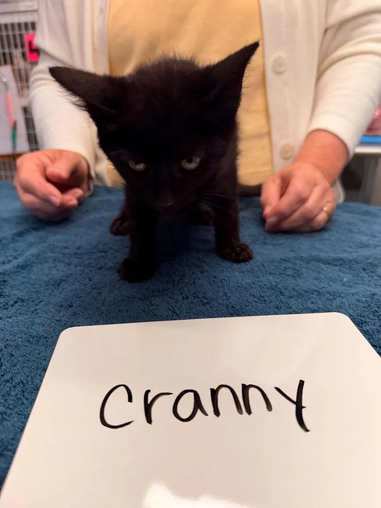 A baby small-sized female Black & White / Tuxedo Domestic Short Hair cat named Cranny for adoption in Vancouver, WA