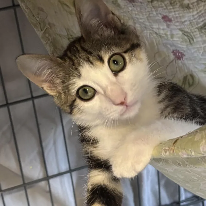 A baby small-sized male Gray / Blue / Silver Domestic Short Hair cat named Dodge for adoption in Denison, TX