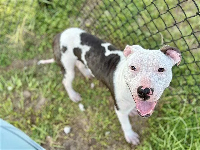 A young small-sized male American Bulldog dog named Wilbur for adoption in Tavares, FL