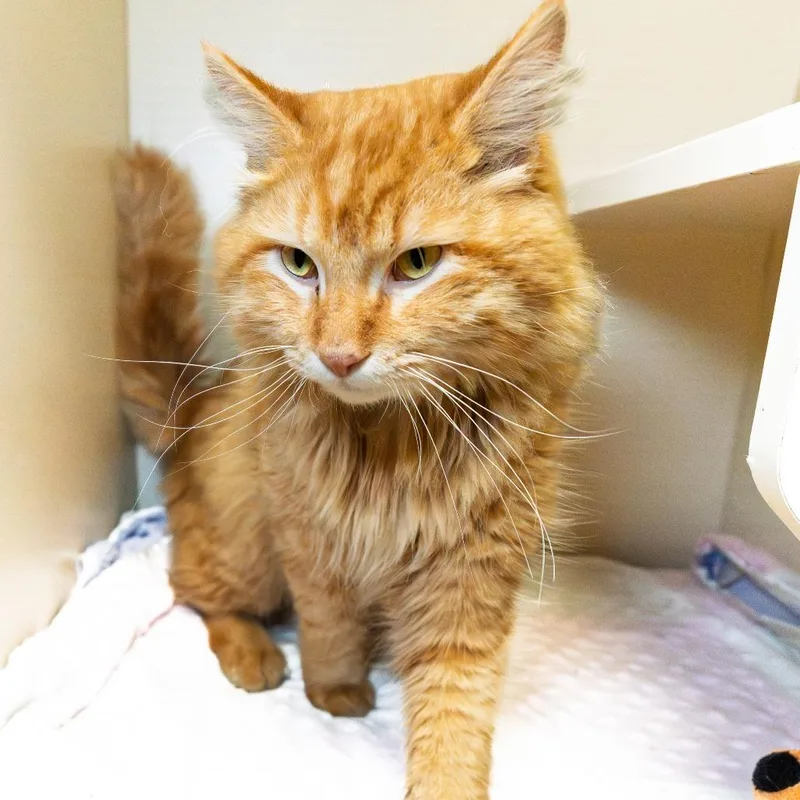 Teddy Bear thumbnail 2