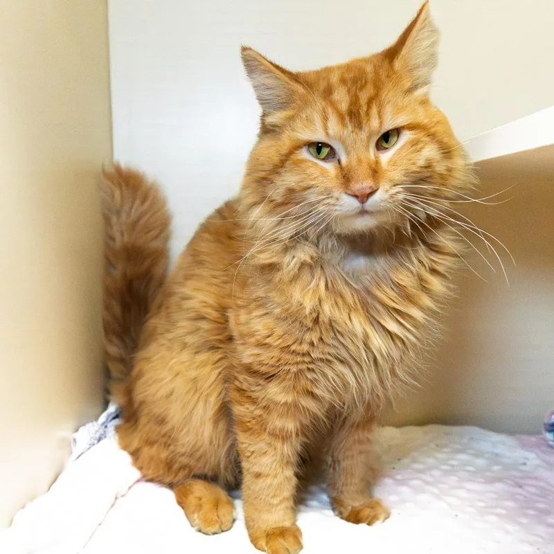 Teddy Bear thumbnail 3