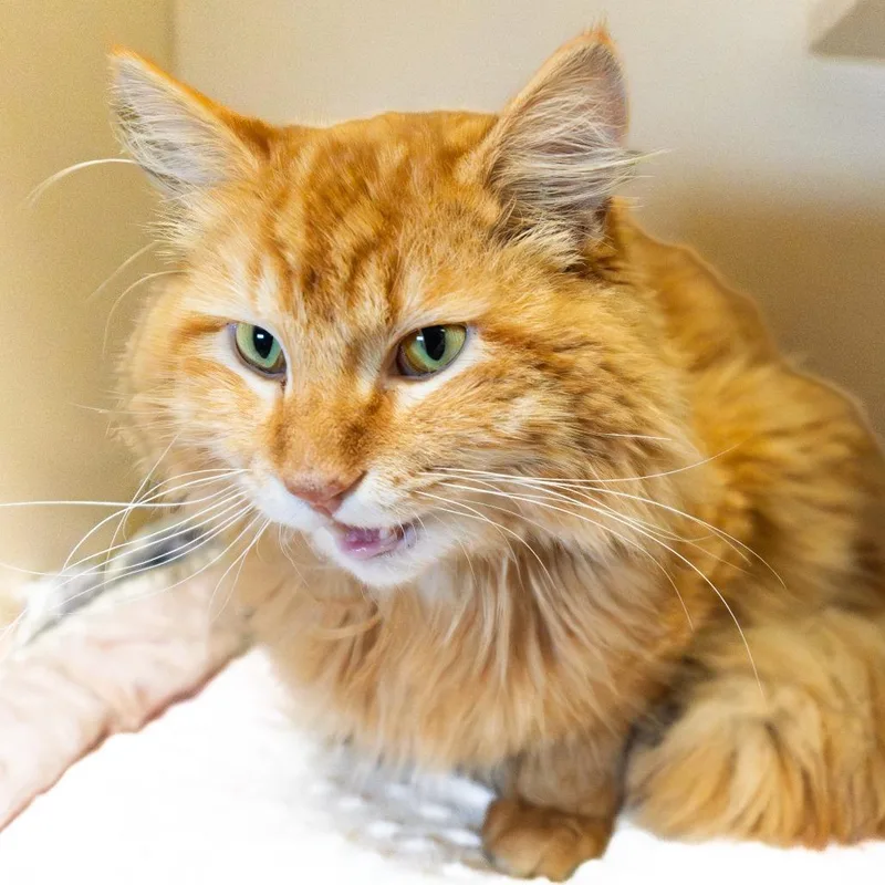 Teddy Bear thumbnail 4