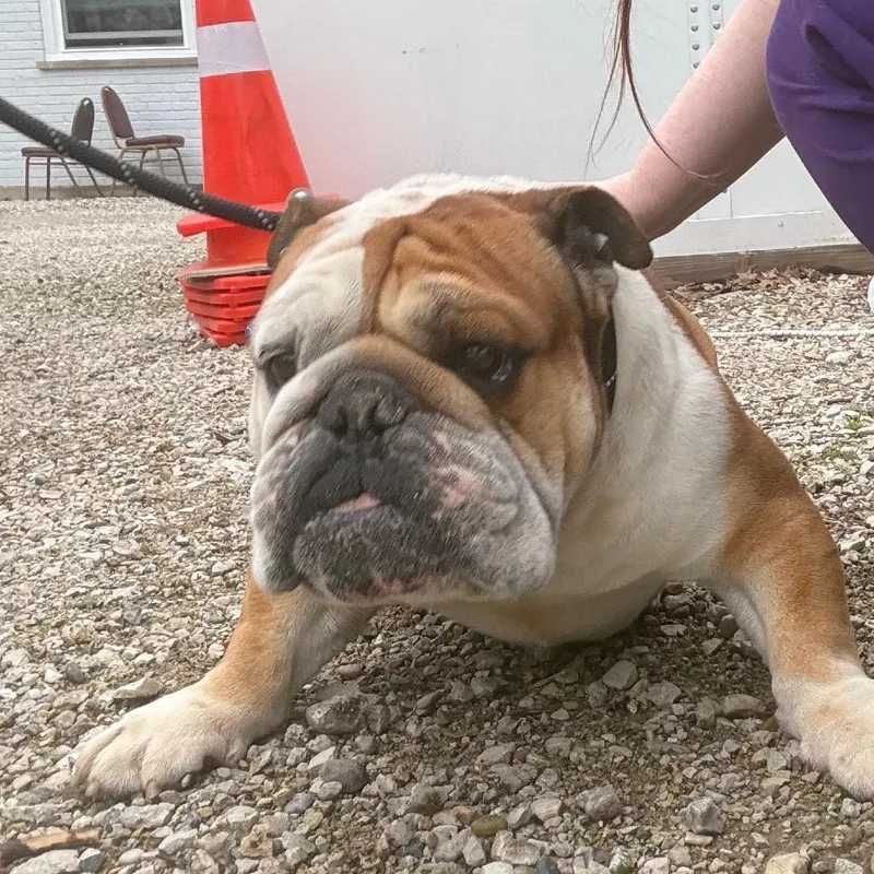 An adult medium-sized male Red / Chestnut / Orange English Bulldog dog named Rambo for adoption in Northbrook, IL