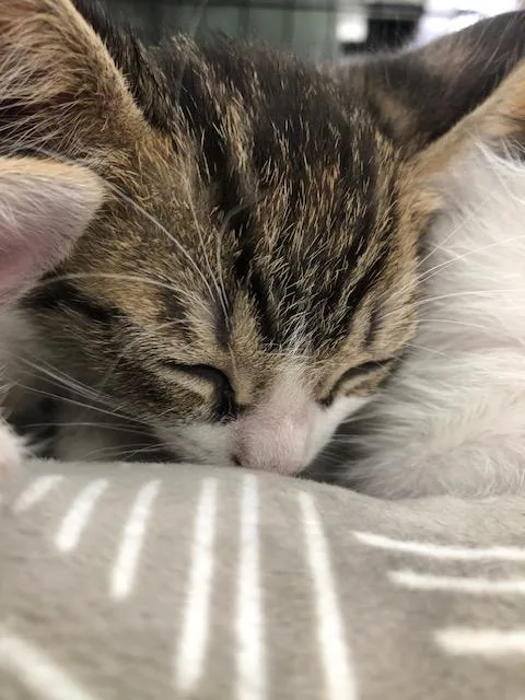 Casper