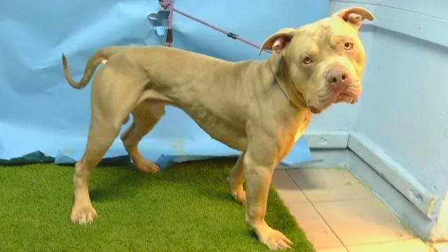 A young medium-sized male Pit Bull Terrier dog named Bluey for adoption in Gardena, CA