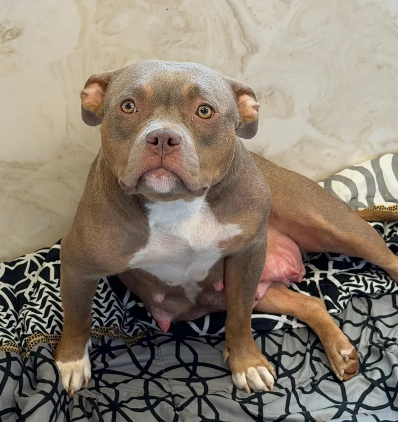 A baby medium-sized female American Bully dog named Lemon for adoption in Columbia, IL