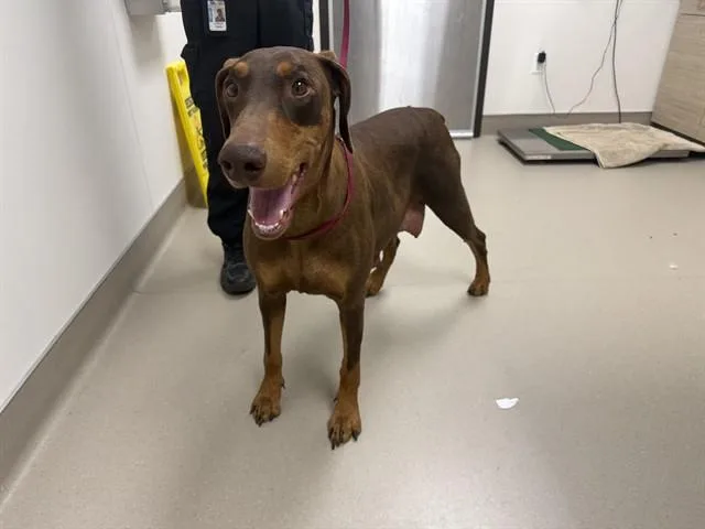 An adult large-sized female Doberman Pinscher dog named Stella for adoption in San Luis Obispo, CA