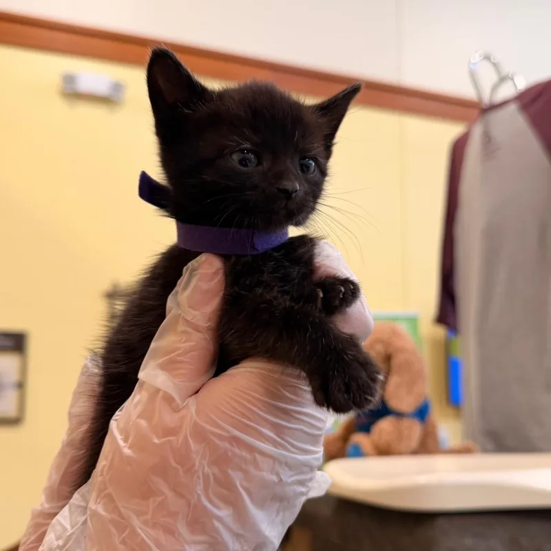 A baby small-sized female Black Domestic Short Hair cat named Playstation for adoption in Lynchburg, VA